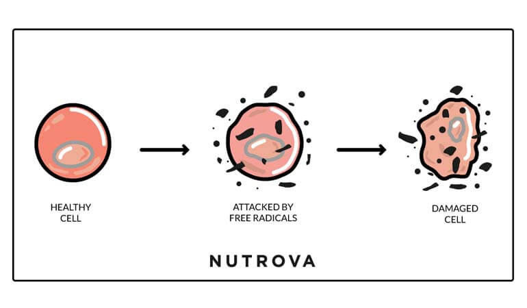Free Radicals and Antioxidants - Nutrova