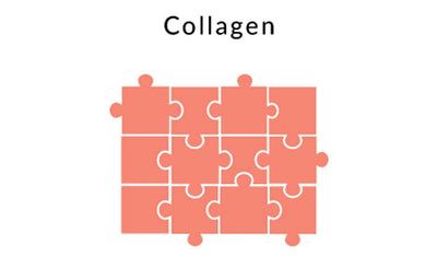 Understanding Collagen: The Building Blocks of Our Body